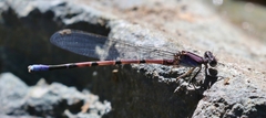 Argia tonto