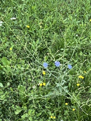 Cichorium intybus