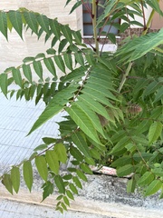Ailanthus altissima