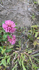 Trifolium pratense