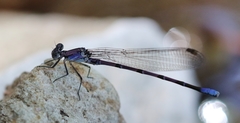 Argia tonto