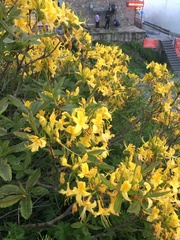 Rhododendron luteum
