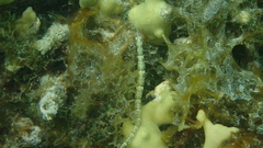 Corythoichthys intestinalis