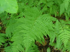 Dryopteris × triploidea