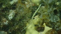 Corythoichthys intestinalis