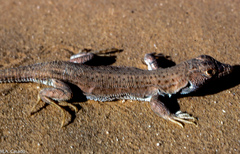 Acanthodactylus taghitensis