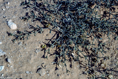 Fagonia glutinosa