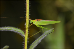 Kuwayamaea sapporensis
