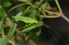 Kuwayamaea sapporensis