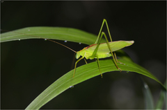 Kuwayamaea sapporensis