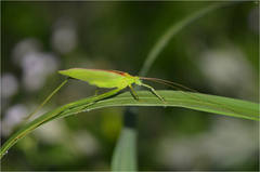 Kuwayamaea sapporensis