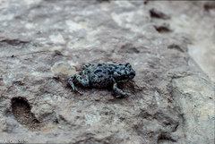 Bufotes boulengeri