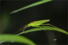 Kuwayamaea sapporensis