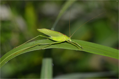 Kuwayamaea sapporensis