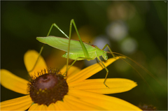 Kuwayamaea sapporensis