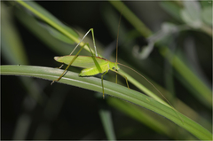 Kuwayamaea sapporensis