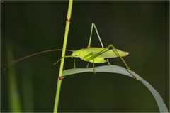 Kuwayamaea sapporensis