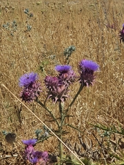 Onopordum cynarocephalum
