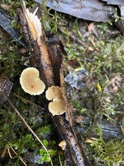 Pleuroflammula praestans