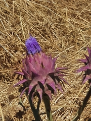 Onopordum cynarocephalum