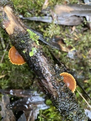 Pleuroflammula praestans