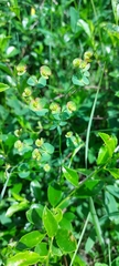 Euphorbia microcarpa