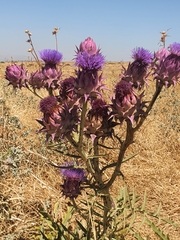 Onopordum cynarocephalum