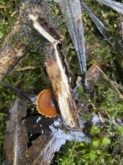 Pleuroflammula praestans