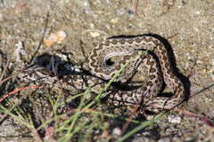 Vipera ursinii