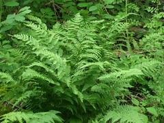 Dryopteris × triploidea