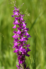 Anacamptis palustris