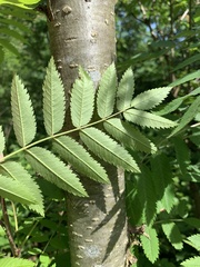 Sorbus aucuparia