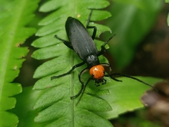 Epicauta ruficeps