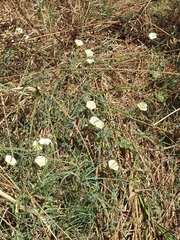 Convolvulus palaestinus