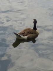 Branta canadensis