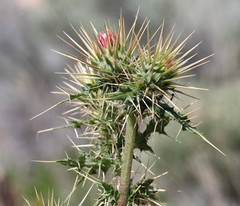 Cirsium arizonicum