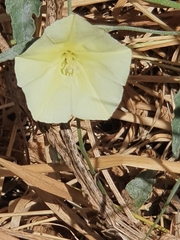 Convolvulus palaestinus