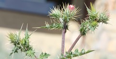 Cirsium arizonicum