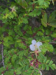 Rosa morrisonensis