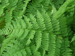 Dryopteris × triploidea