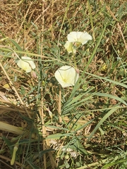 Convolvulus palaestinus