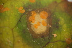 Phycopeltis