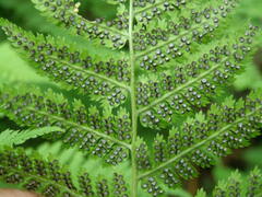Dryopteris × triploidea