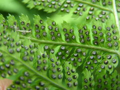 Dryopteris × triploidea