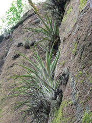 Tillandsia aguascalientensis