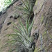 Tillandsia aguascalientensis - Photo (c) Opuntia Cadereytensis, some rights reserved (CC BY-NC), uploaded by Opuntia Cadereytensis