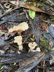 Gloeocantharellus