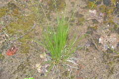 Dichanthelium depauperatum