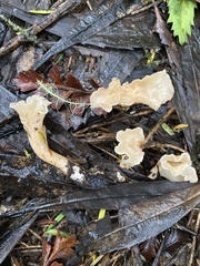 Gloeocantharellus