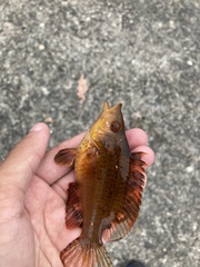 Pteragogus aurigarius